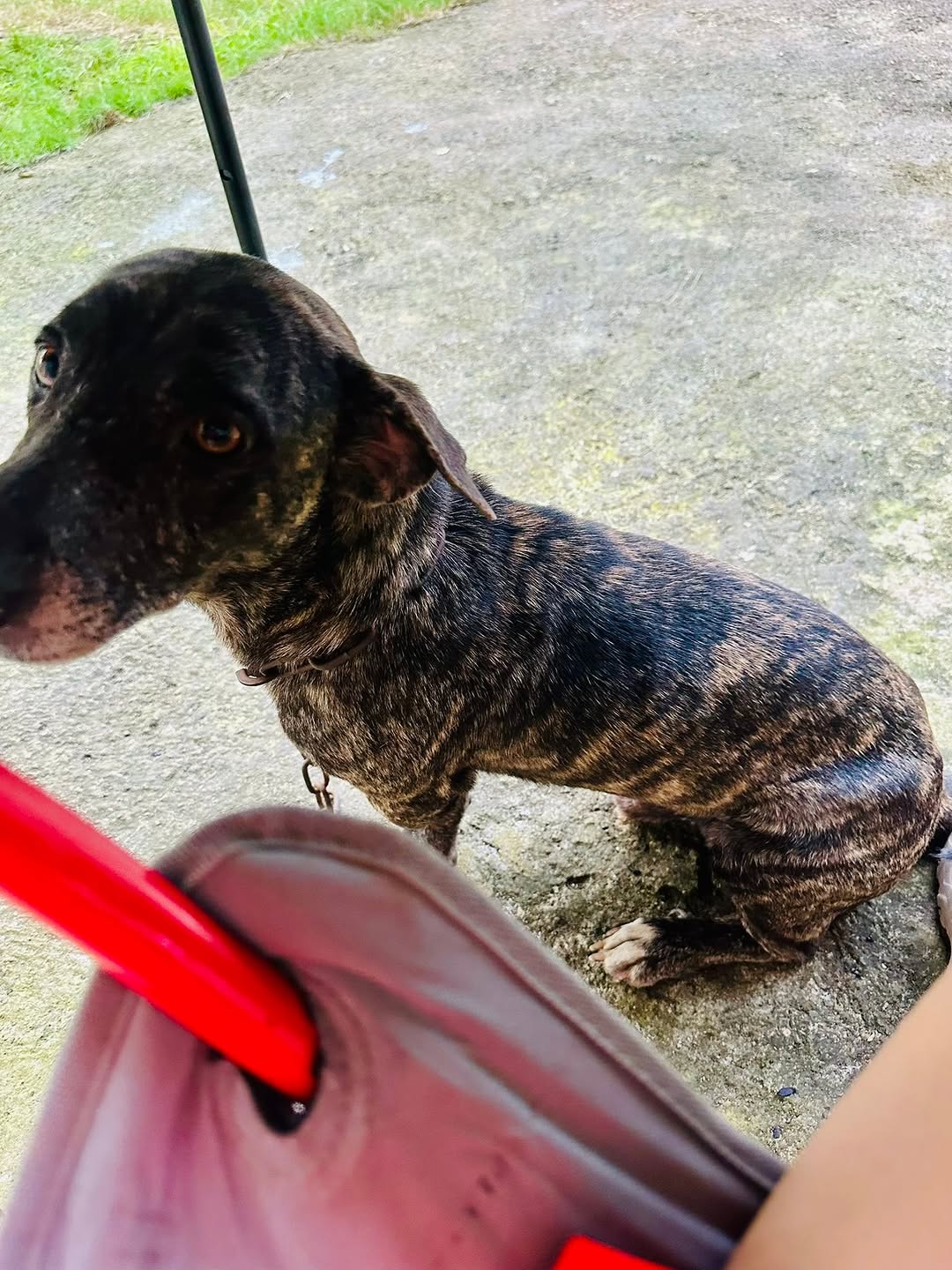 Protective Dachshund Tyger: Your Loyal Home Guardian