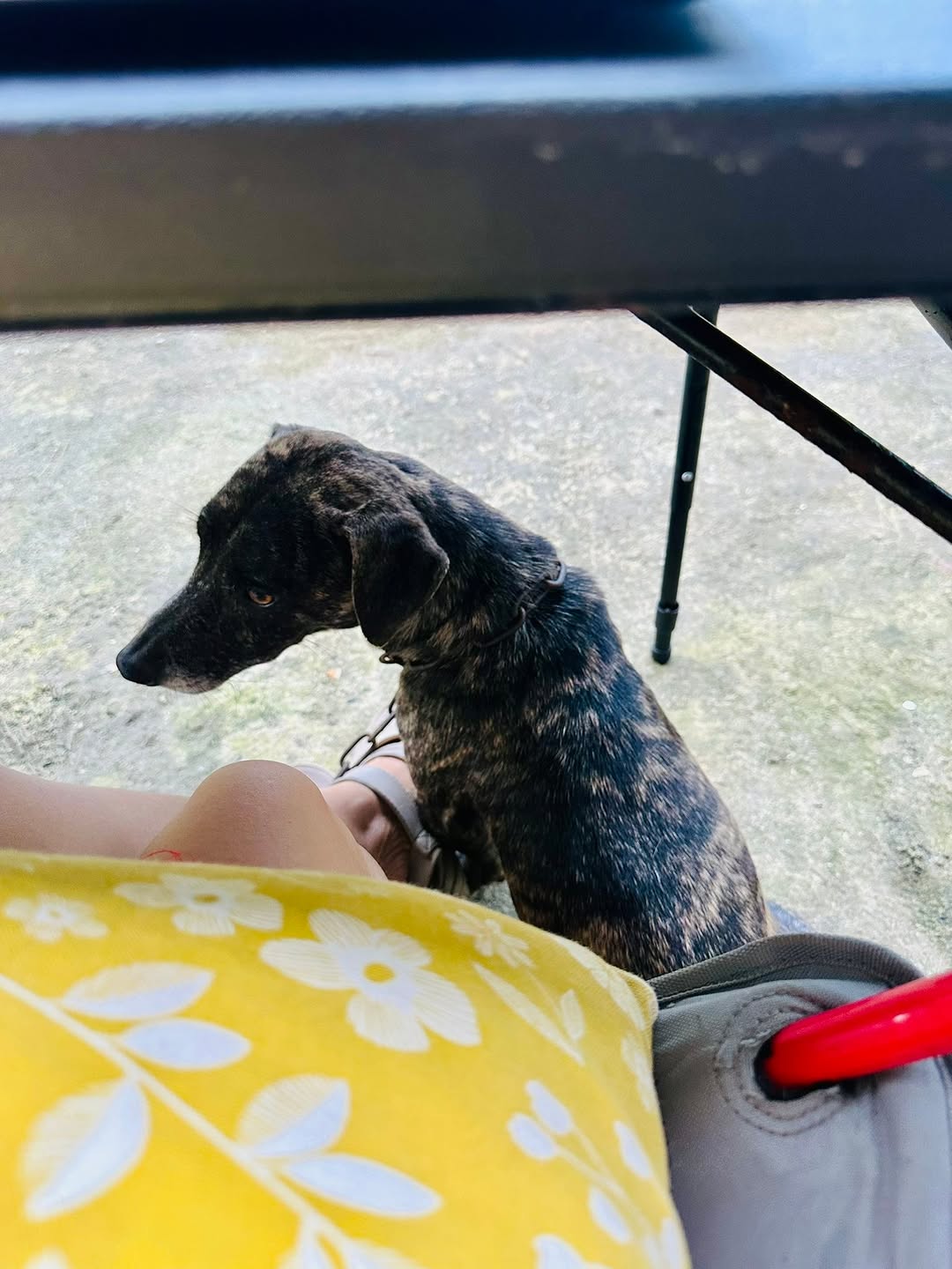 Protective Dachshund Tyger: Your Loyal Home Guardian