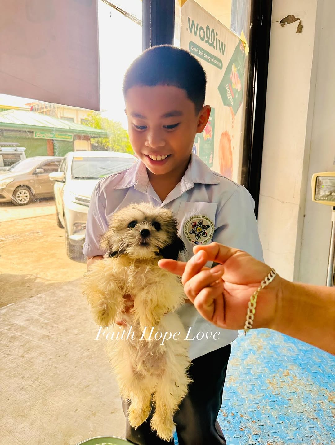 Shih Tzu Puppies: Your New Best Friend Awaits!