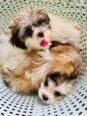 Shih Tzu Puppies: Your New Best Friend Awaits!
