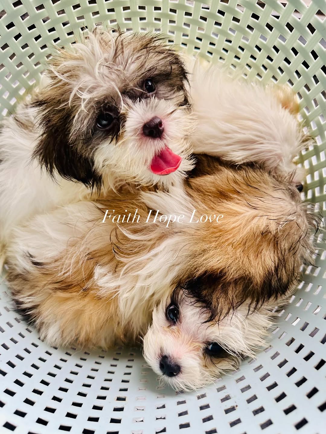 Shih Tzu Puppies: Your New Best Friend Awaits!