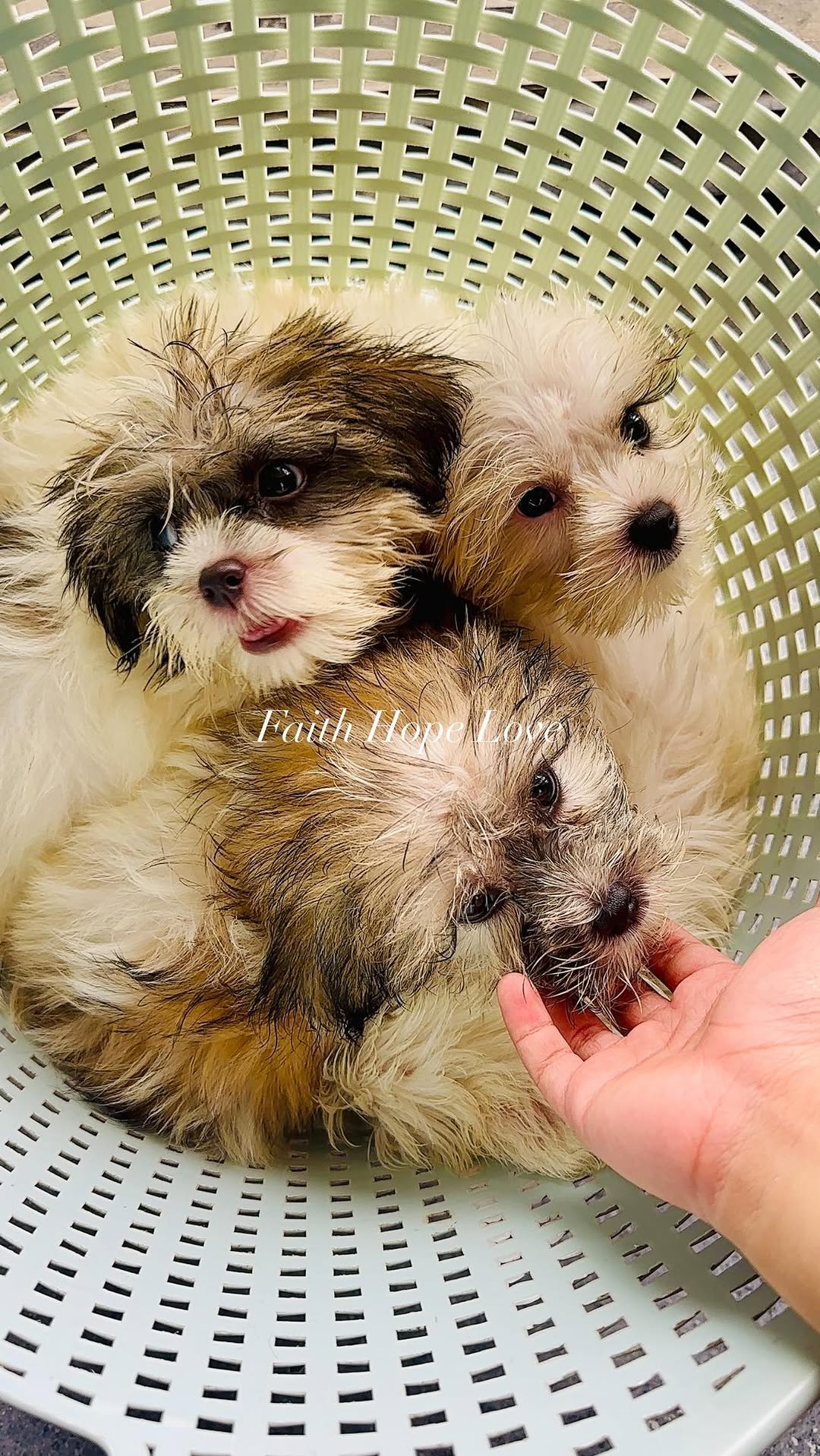Shih Tzu Puppies: Your New Best Friend Awaits!