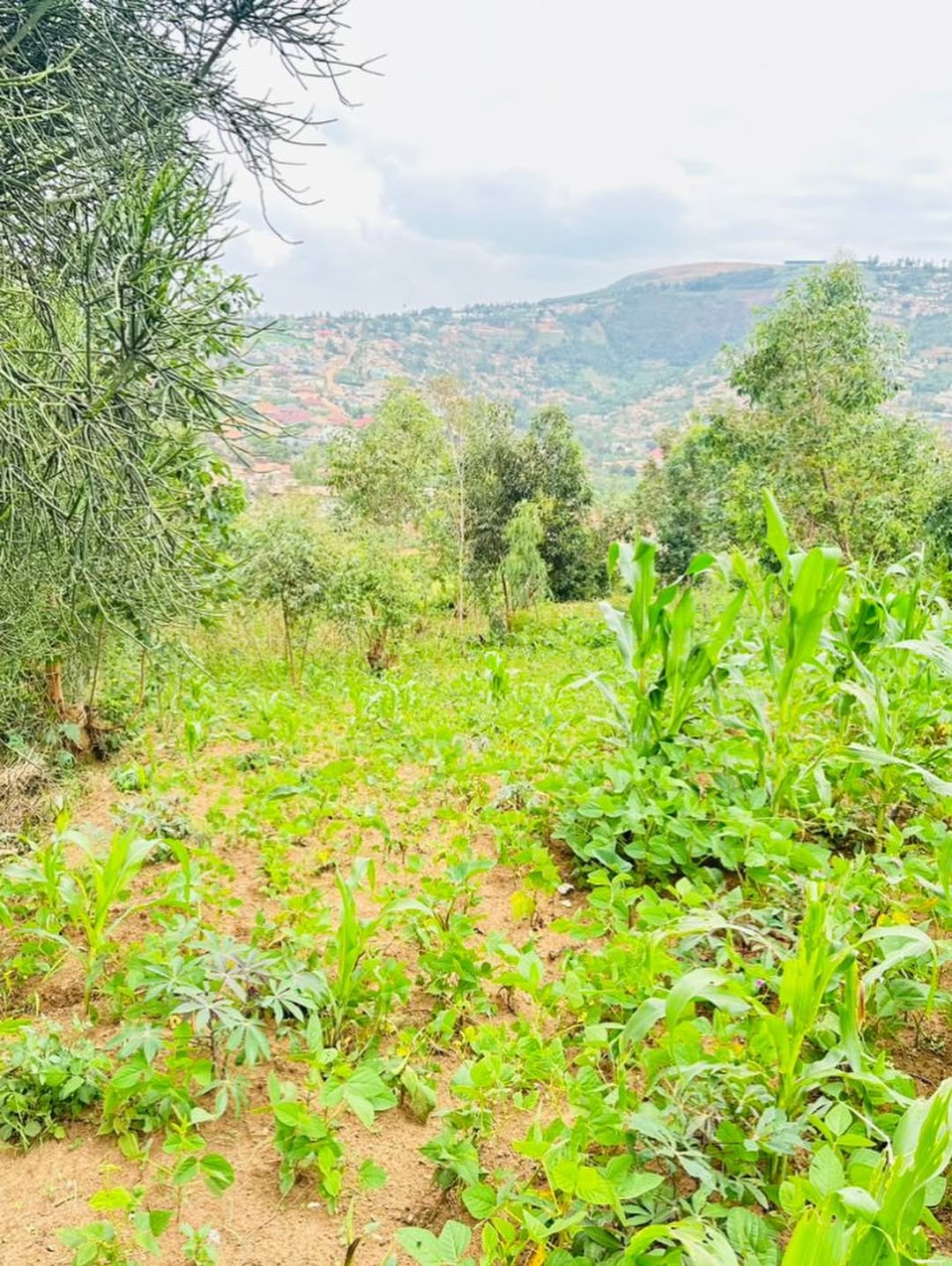 Build Your Dream on Kigali’s Prime Kinyinya Plot