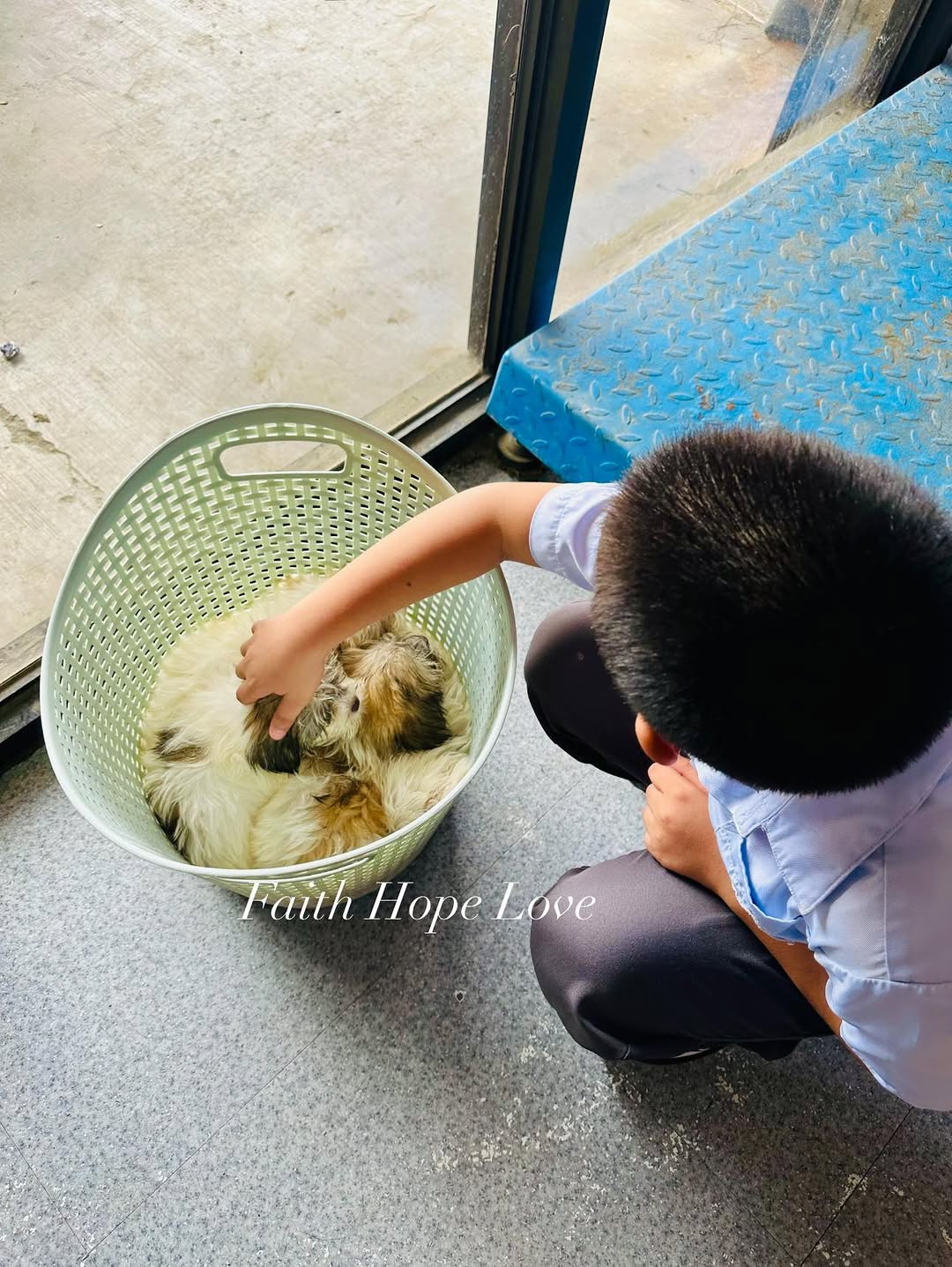 Shih Tzu Puppies: Your New Best Friend Awaits!