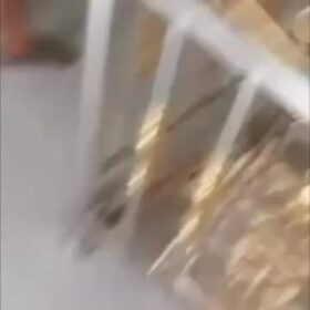 3905347236515788609_preview