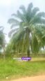 Earn ₦34M Yearly from Your Own Palm Estate