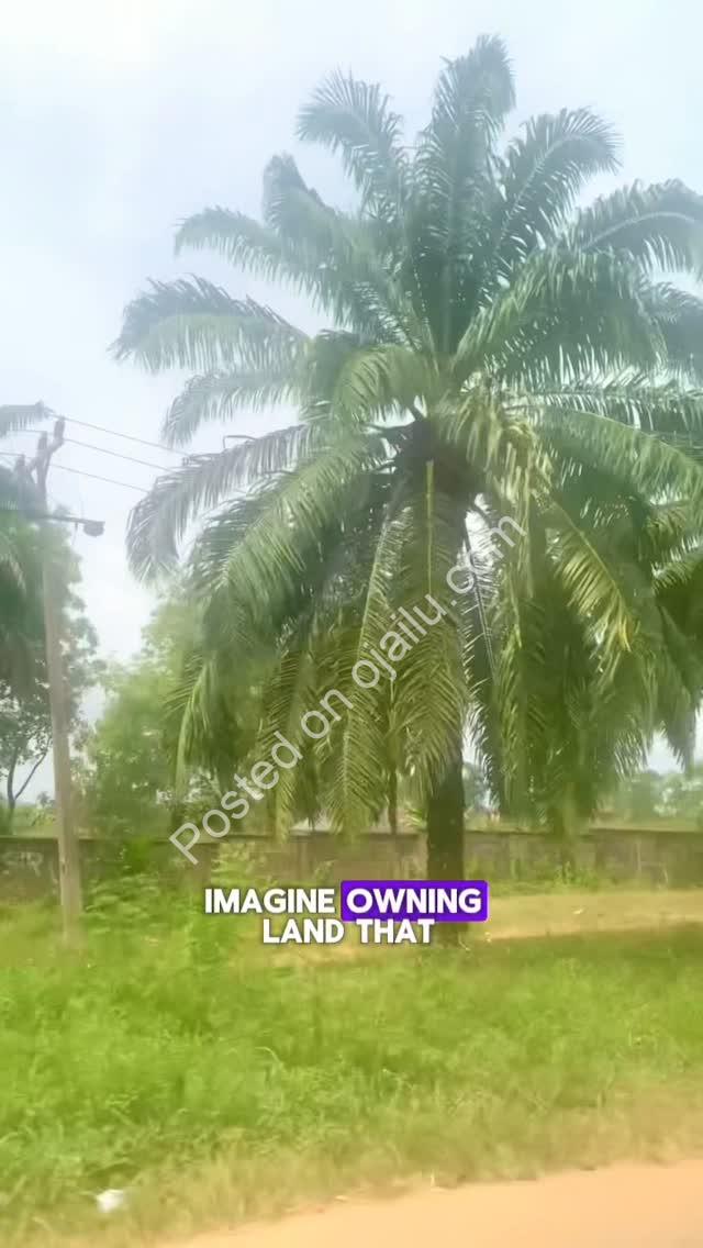 Earn ₦34M Yearly from Your Own Palm Estate
